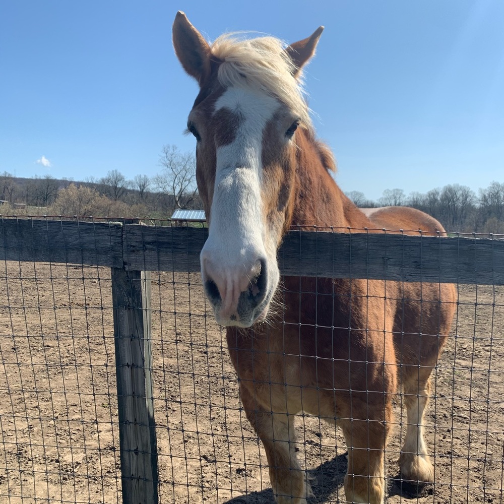 Meet your Posher, Ella